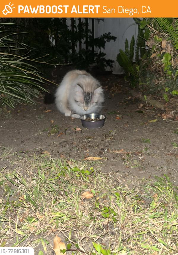 Found/Stray Unknown Cat last seen 31st, San Diego, CA 92104
