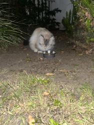 Found/Stray Unknown Cat last seen 31st, San Diego, CA 92104