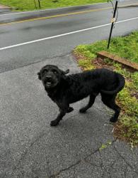 Lost Male Dog last seen Fort campbell, Clarksville, TN 37042