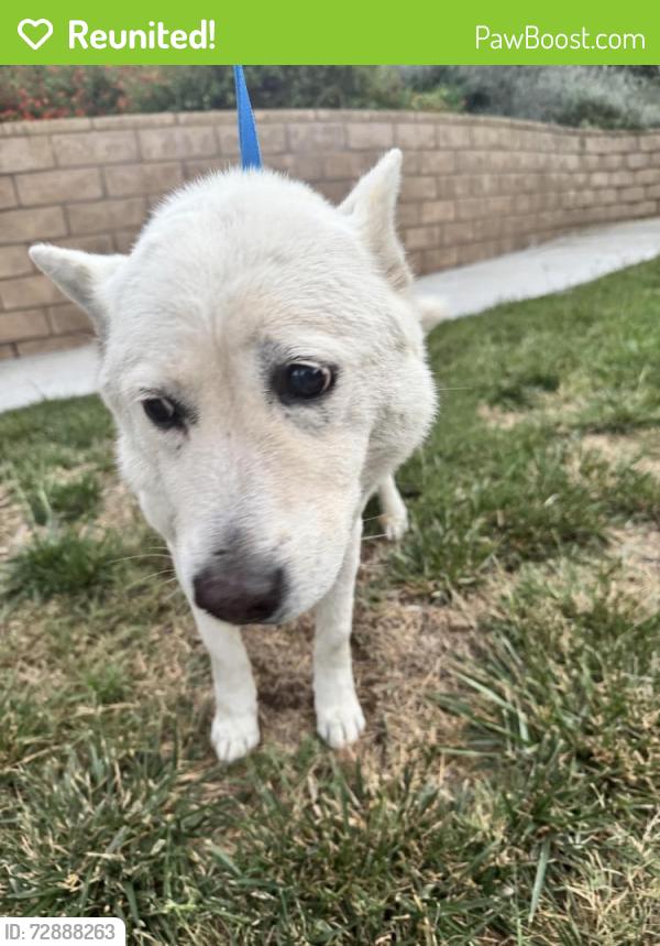 Reunited Female Dog last seen Los Altos dr , Hacienda Heights, CA 91745