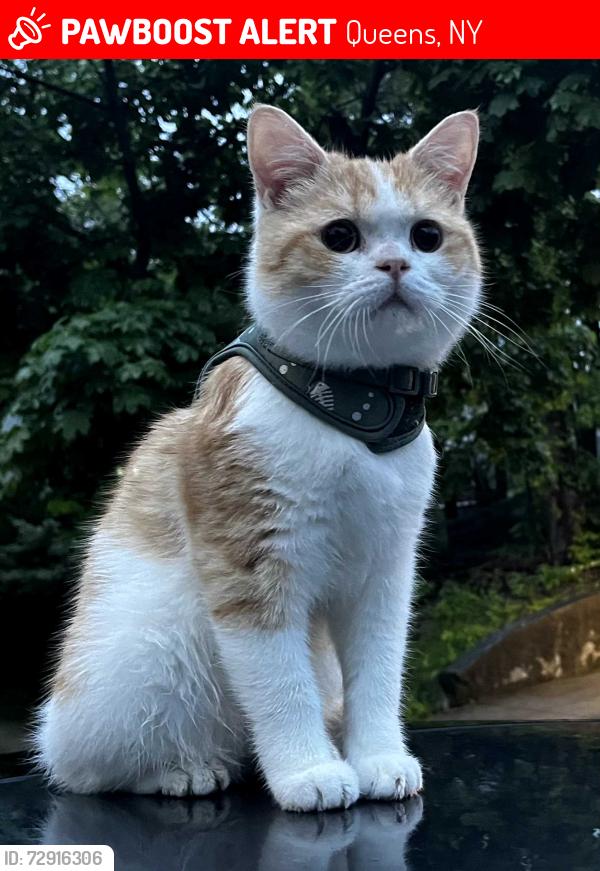 Lost Male Cat last seen near the neiborhood of bayside hills, Queens, NY 11364