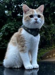 Lost Male Cat last seen near the neiborhood of bayside hills, Queens, NY 11364