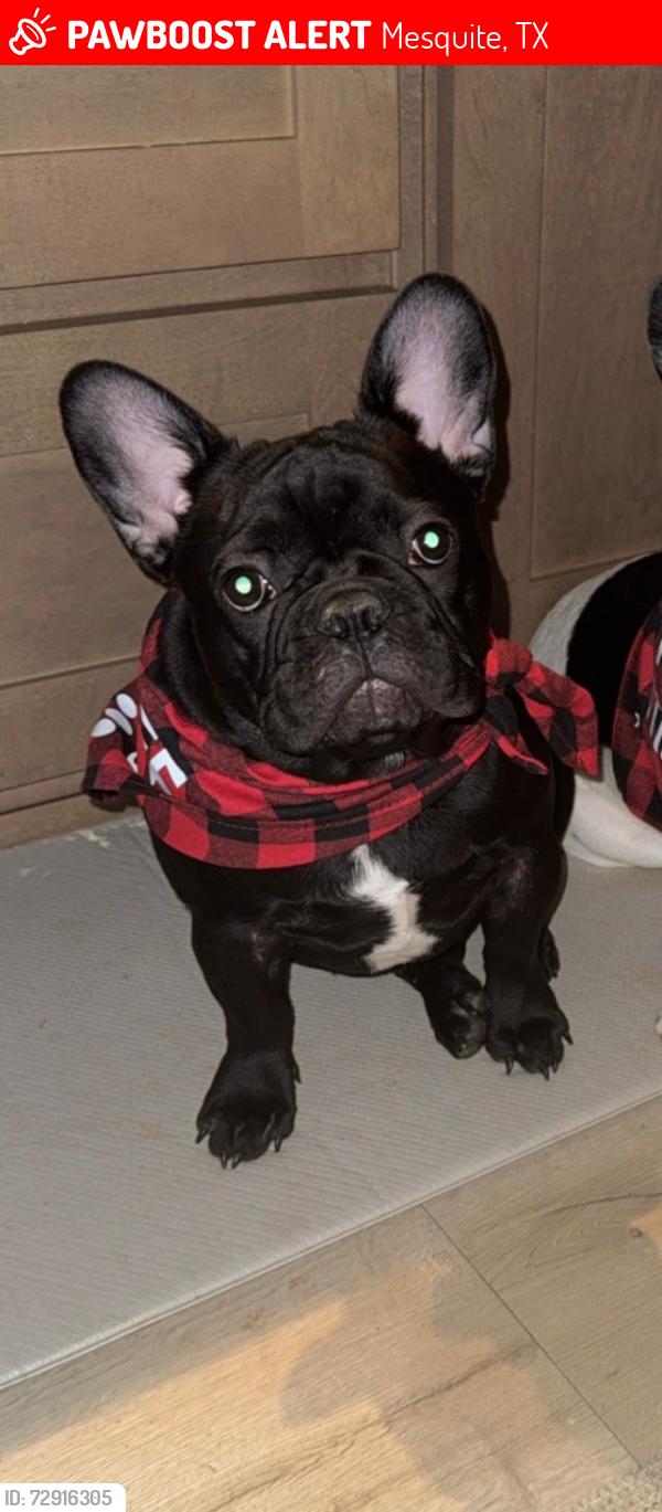 Lost Male Dog last seen Near Daisy Hollow Loop Mesquite, Texas 75181, Mesquite, TX 75181