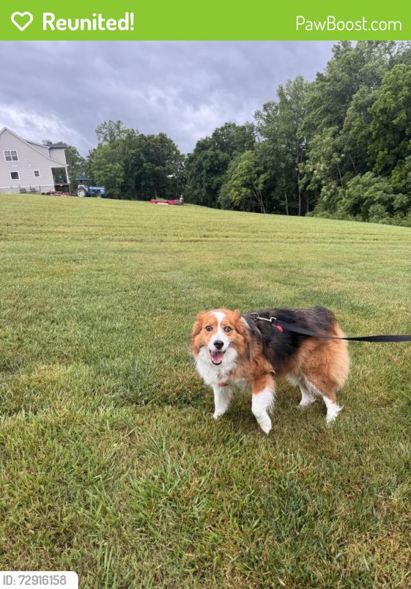 Reunited Male Dog last seen Barren river , Lucas, KY 42156