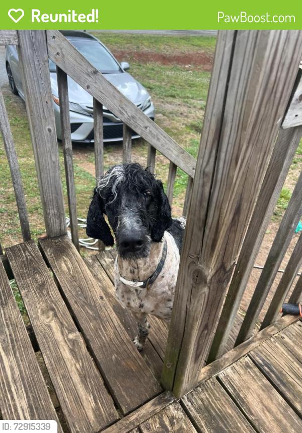 Reunited Male Dog last seen Off Noahtown Rd, Davidson County, NC 27360