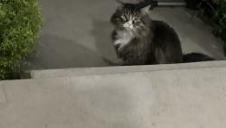 Found/Stray Unknown Cat last seen Stonebridge ests Pebblebrook Way, Dr , Draper, UT 84020