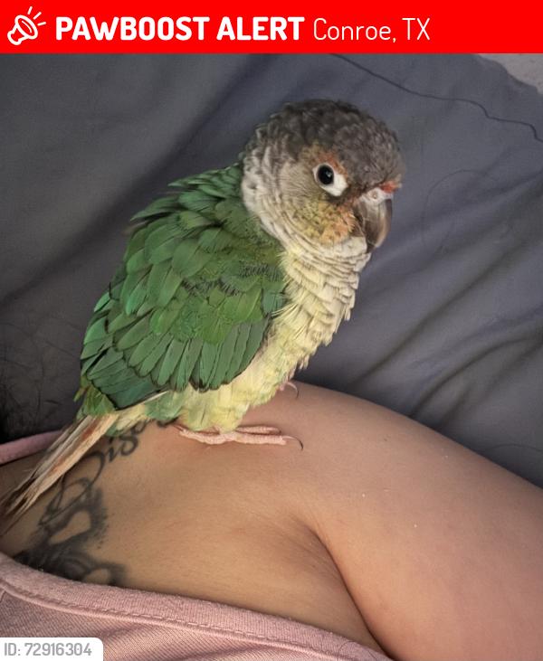 Lost Unknown Bird last seen Hunters Place, Industrial Ln. and Longview , Conroe, TX 77301