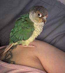 Lost Unknown Bird last seen Hunters Place, Industrial Ln. and Longview , Conroe, TX 77301
