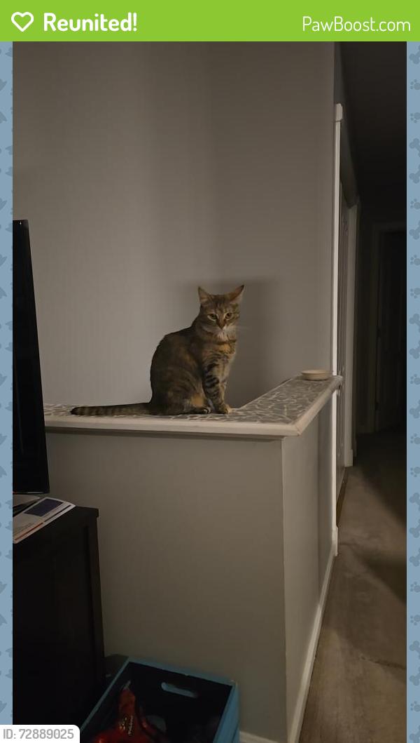 Reunited Female Cat last seen Near Mill Pond Dr, ruther glen, VA 22546, Ruther Glen, VA 22546