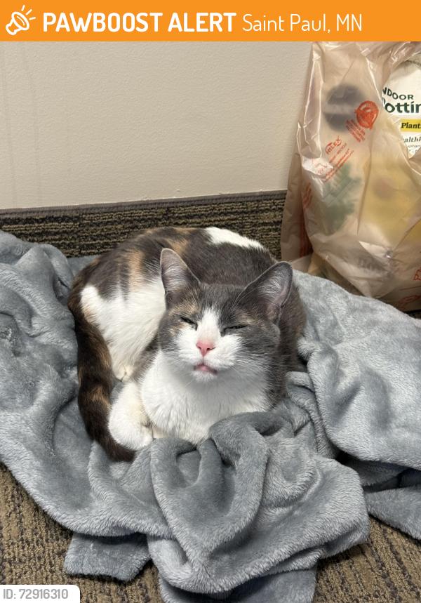 Found/Stray Female Cat last seen Victoria & Selby, Saint Paul, MN 55104