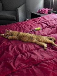Lost Male Cat last seen Hillside Crossing Remada, Nashville, TN 37217