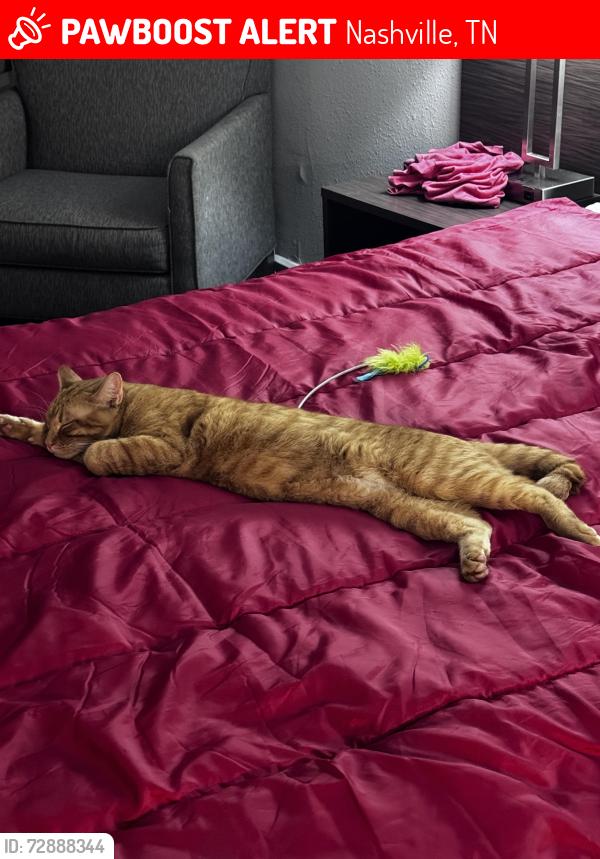 Lost Male Cat last seen Hillside Crossing Remada, Nashville, TN 37217
