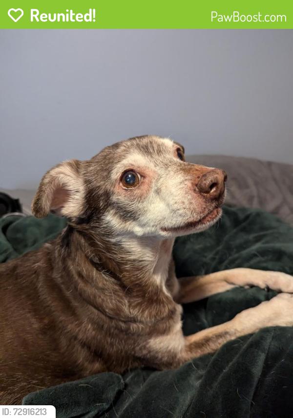 Reunited Male Dog last seen Power and Brown, Mesa, AZ 85205