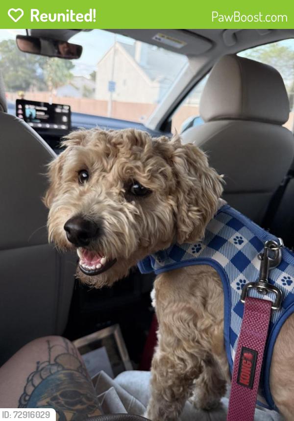 Reunited Male Dog last seen Rainbow and Gowan , Las Vegas, NV 89108