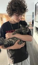 Reunited Female Cat last seen Near Kenway ave , Los Angeles, CA 90008