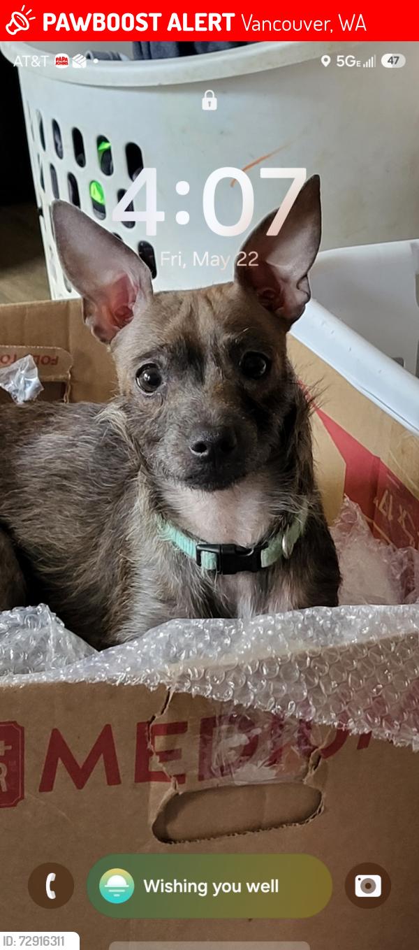 Lost Female Dog last seen Bosco farms neighborhood park between petticoat lane and 36th ave 98661, Vancouver, WA 98661