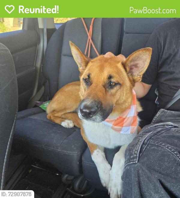 Reunited Male Dog last seen Broadway & G St, El Cajon, CA 92021