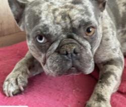 Found/Stray Female Dog last seen Cactus , Desert Hot Springs, CA 92240