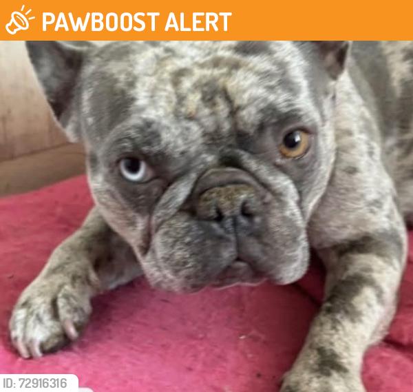Found/Stray Female Dog last seen Cactus , Desert Hot Springs, CA 92240