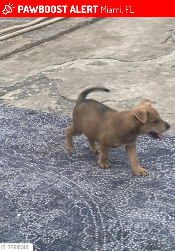 Lost Male Dog last seen Santa clara elementry, Miami, FL 33127
