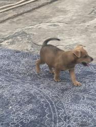 Lost Male Dog last seen Santa clara elementry, Miami, FL 33127