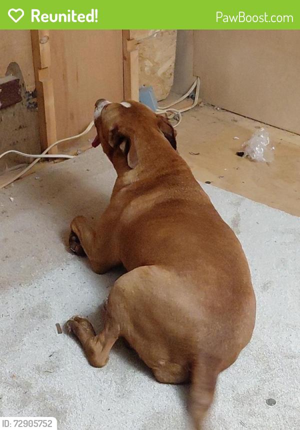 Reunited Female Dog last seen Caney creek rd , Murphy, NC 28906
