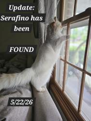 Reunited Male Cat last seen E elizabeth Dr & Pettibone St in Crown Point, IN, Crown Point, IN 46307