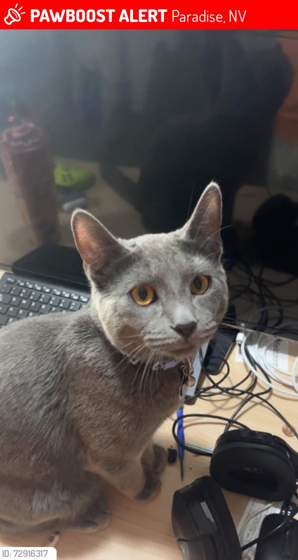 Lost Male Cat last seen Flamingo rd. And Algonquin dr., Paradise, NV 89119