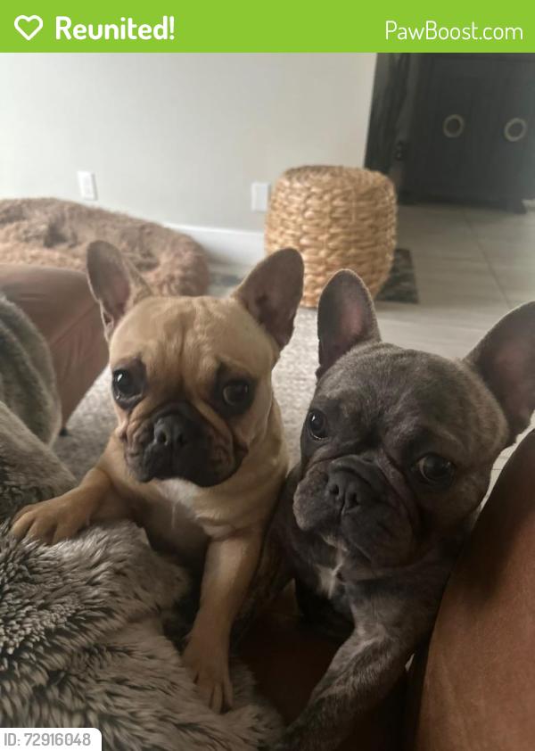 Reunited Female Dog last seen Near Crestline Ave, Fair Oaks, CA 95628, USA, Fair Oaks, CA 95628