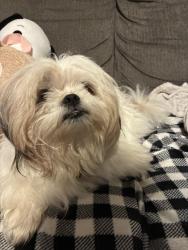 Reunited Male Dog last seen Tulare and B street , Fresno, CA 93706