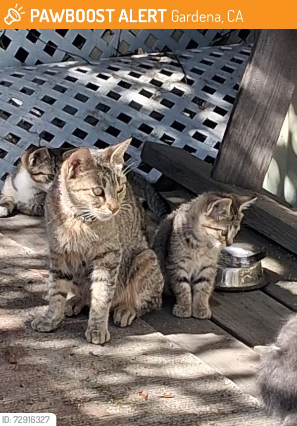 Found/Stray Female Cat last seen 147th & Kingsley in Gardena. , Gardena, CA 90247