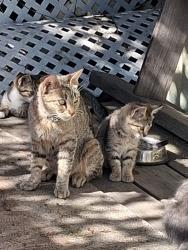 Found/Stray Female Cat last seen 147th & Kingsley in Gardena. , Gardena, CA 90247