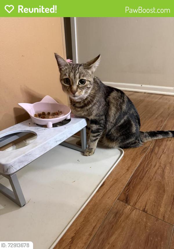 Reunited Female Cat last seen Buckingham Ln, Buffalo Grove, IL 60089