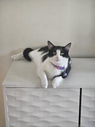 Lost Female Cat last seen Home , Fforest-fach, Wales SA5 5BY