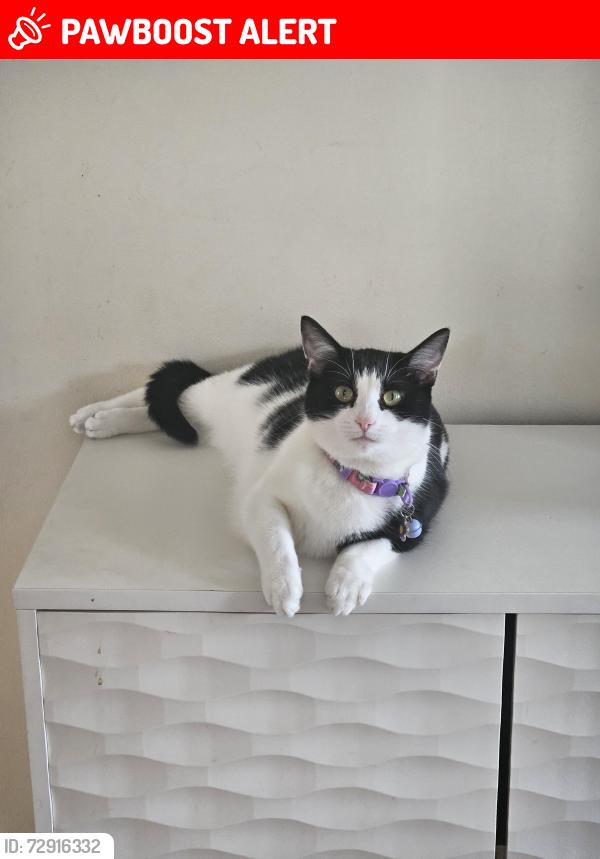 Lost Female Cat last seen Home , Fforest-fach, Wales SA5 5BY
