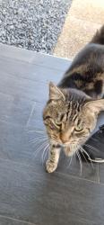 Found/Stray Male Cat last seen Bennett rd , Saint Clair, NSW 2759
