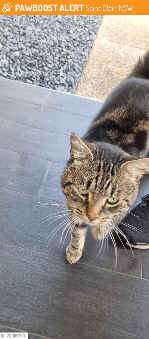 Found/Stray Male Cat last seen Bennett rd , Saint Clair, NSW 2759