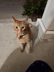 Reunited Male Cat last seen Cross creek park, Fountain, CO 80817