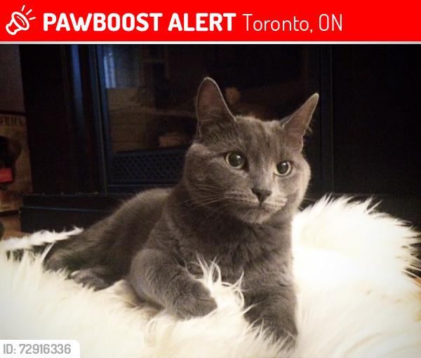 Lost Female Cat last seen Guildwood, Toronto, ON 