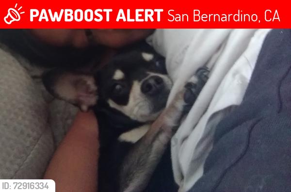 Lost Female Dog last seen Blair park in san bernardino , San Bernardino, CA 92405