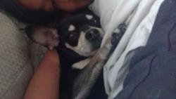 Lost Female Dog last seen Blair park in san bernardino , San Bernardino, CA 92405