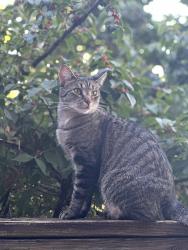 Lost Female Cat last seen Trees behind apmts, Nashville, TN 37211