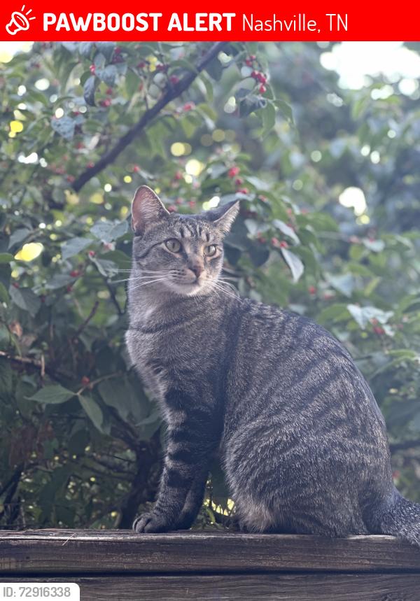 Lost Female Cat last seen Trees behind apmts, Nashville, TN 37211