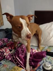 Reunited Female Dog last seen Beach Blvd. And Warner , Huntington Beach, CA 92647