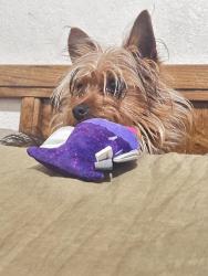 Reunited Male Dog last seen Robin ln. Monument Blvd., Concord, CA 94518