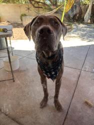 Reunited Male Dog last seen Tumbleweed CT, Hillcrest, Lone Tree Way, Antioch, CA 94531
