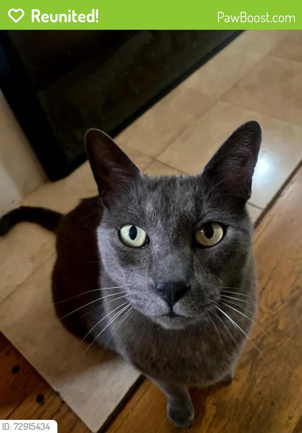 Reunited Male Cat last seen Allendale Avenue with High Street, Oakland, CA 94619