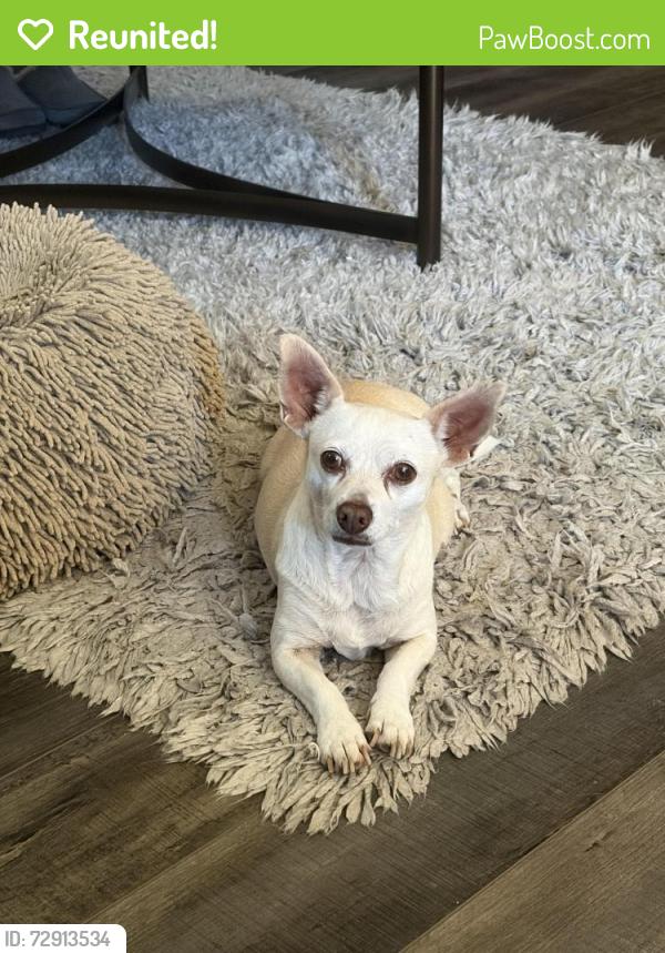 Reunited Female Dog last seen Hazelwood/Colton Ave, Mentone, CA 92374