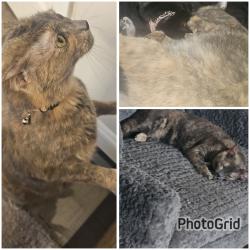 Reunited Female Cat last seen Caraway Bay, Von Ormy, TX 78252