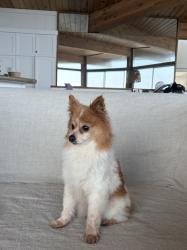 Found/Stray Unknown Dog last seen East Thompson Blvd & Palm, Ventura, CA 93001